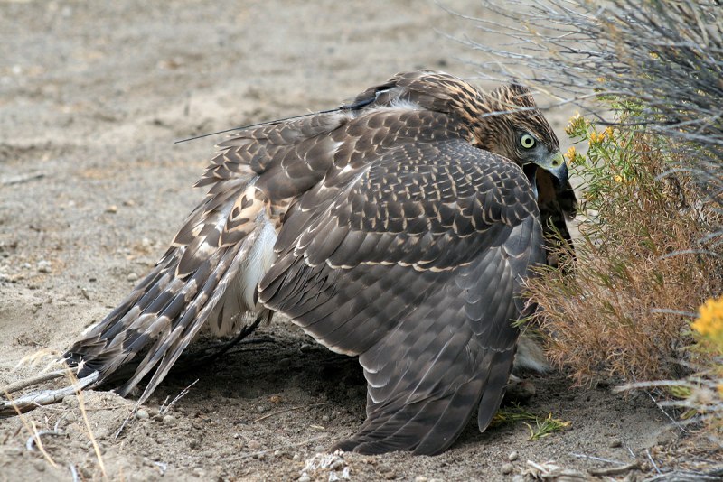Ястреб - тетеревятник (Accipiter gentilis)