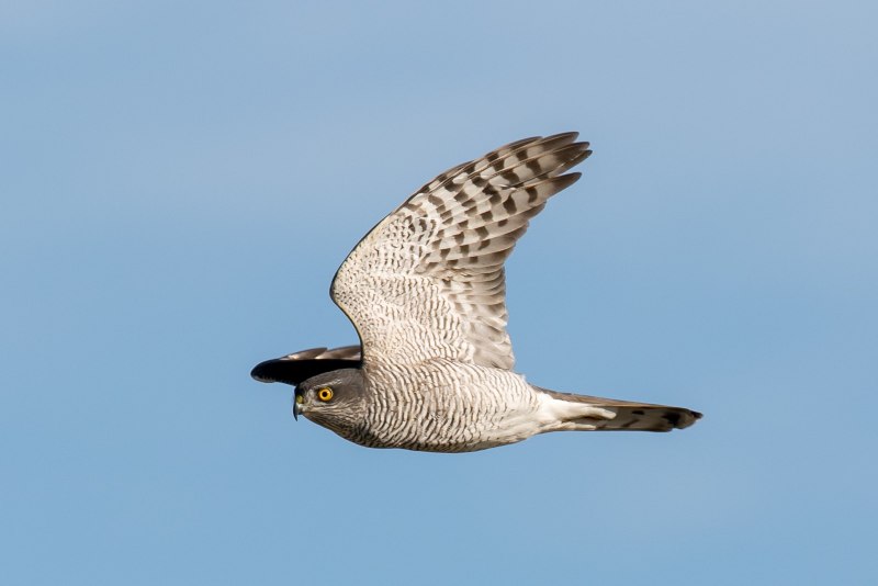 Камчатский тетеревятник Accipiter gentilis albidus