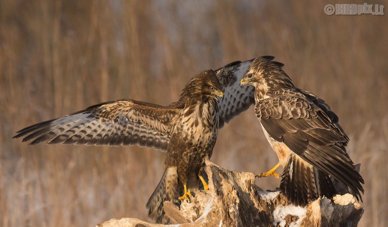 Тетеревятник (Accipiter gentilis)