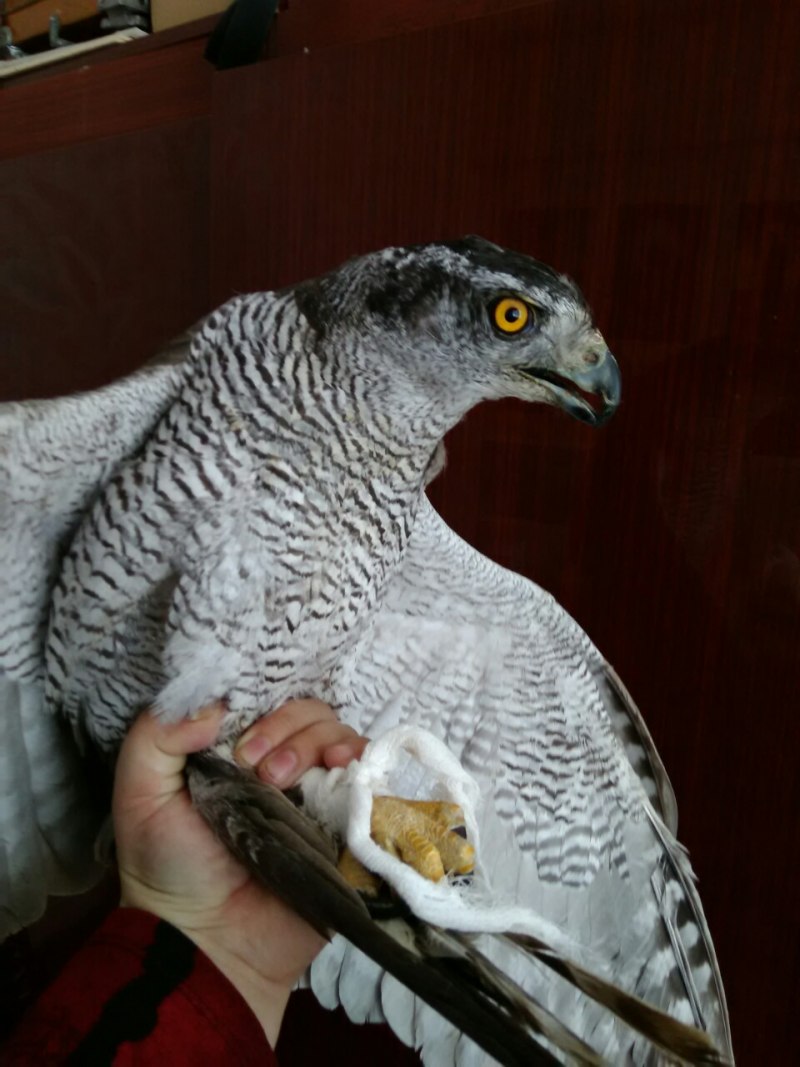 Тетеревятник (Accipiter gentilis)