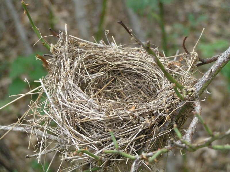 Гнездо на ветке (73 фото)