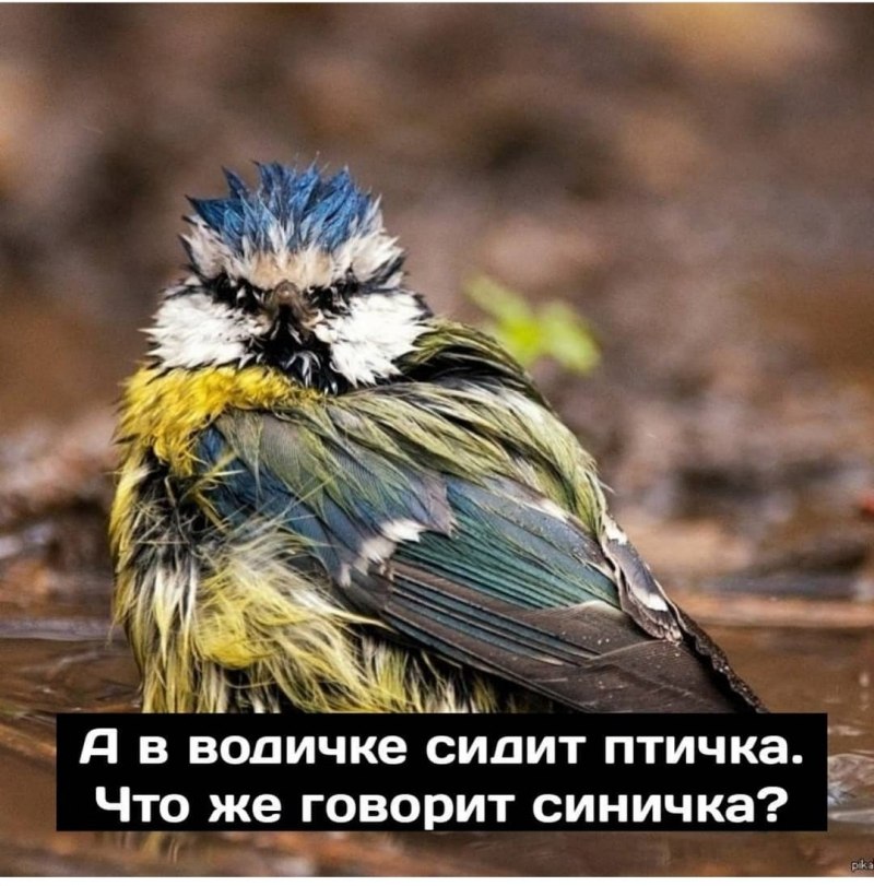 Баклан злой