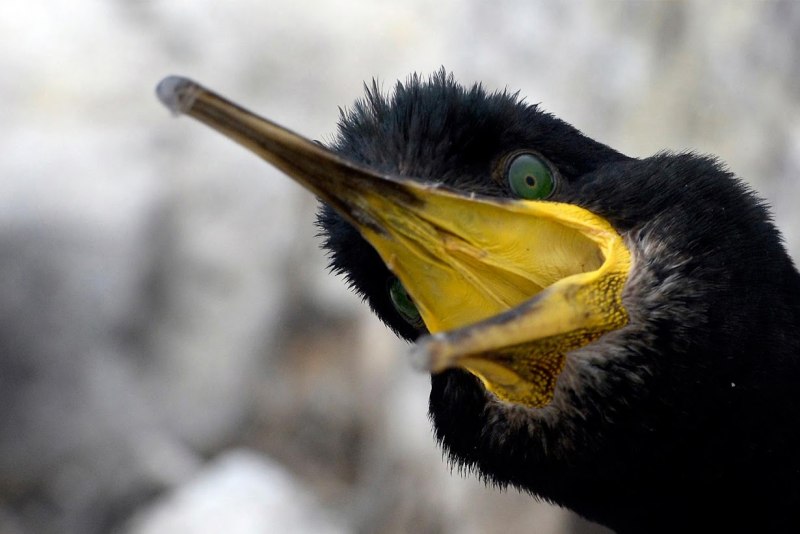 Angry Birds хэл