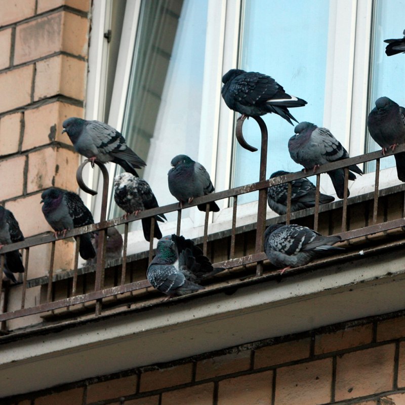 Птички в интерьере