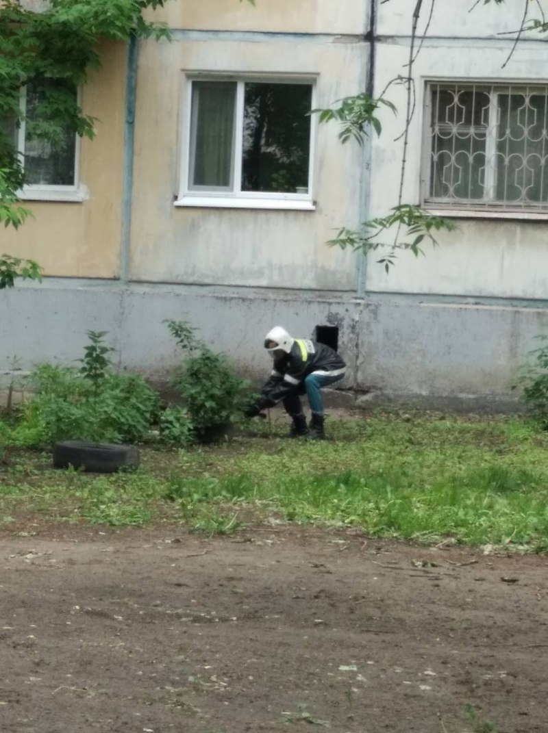 Серая вороны латинское название