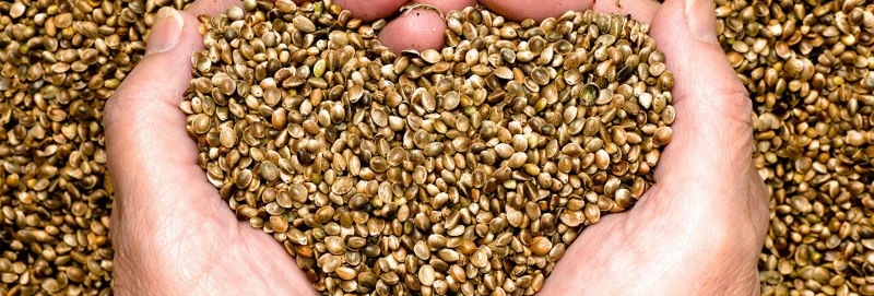 Hemp Seed Sprouts