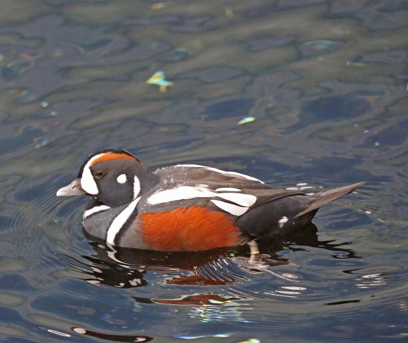 Tabzz утки Harlequin