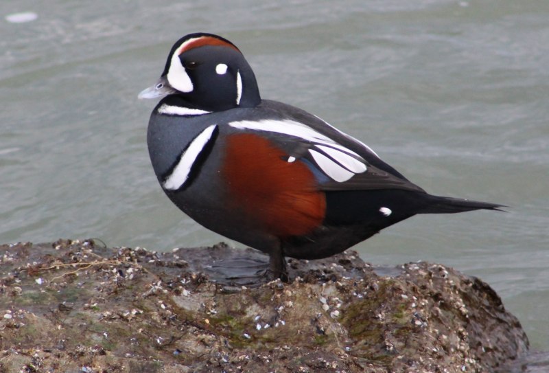 Harlequin Duck HD
