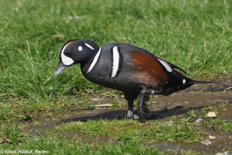 The Harlequin Duck (histrionicus histrionicus)