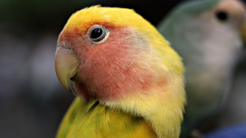 Желтый попугай с красными клювами (72 фото)