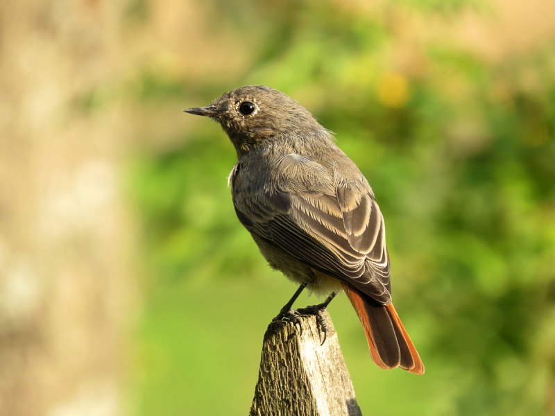 Обыкновенная горихвостка (Phoenicurus Phoenicurus)