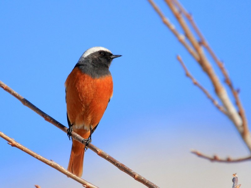 Chaimarrornis leucocephalus