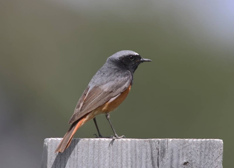Обыкновенная горихвостка (Phoenicurus Phoenicurus)