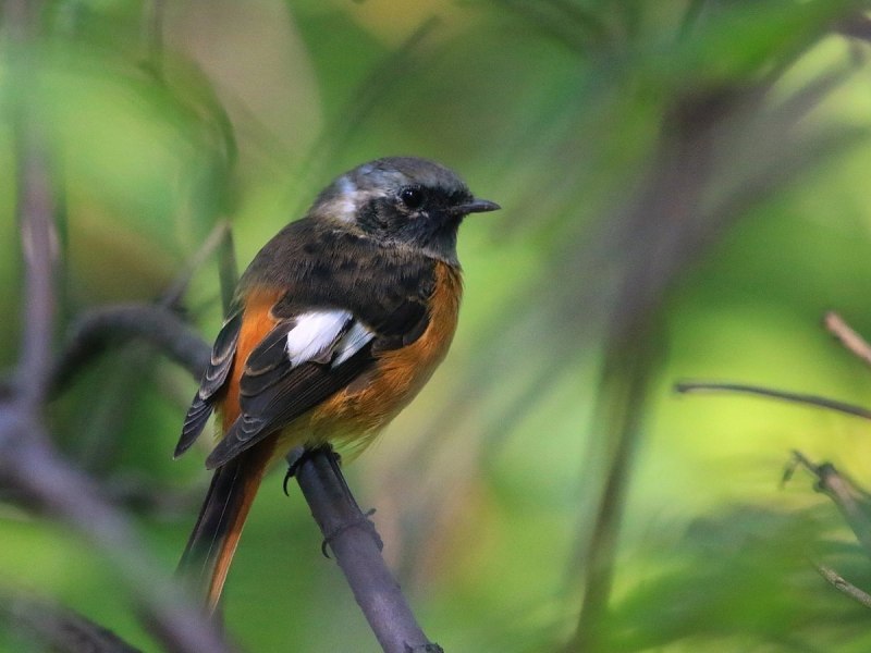 Обыкновенная горихвостка (Phoenicurus Phoenicurus)