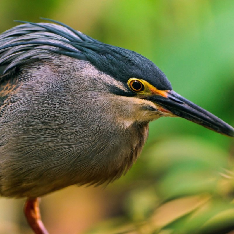 Кулик-сорока Haematopus ostralegus