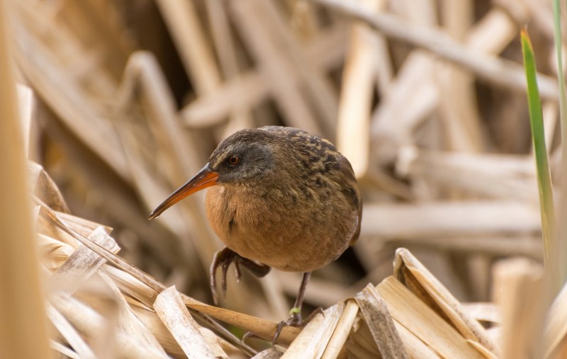 Vanellus Miles
