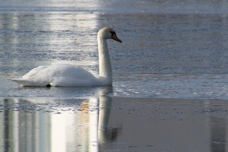 Лебеди зимой вода