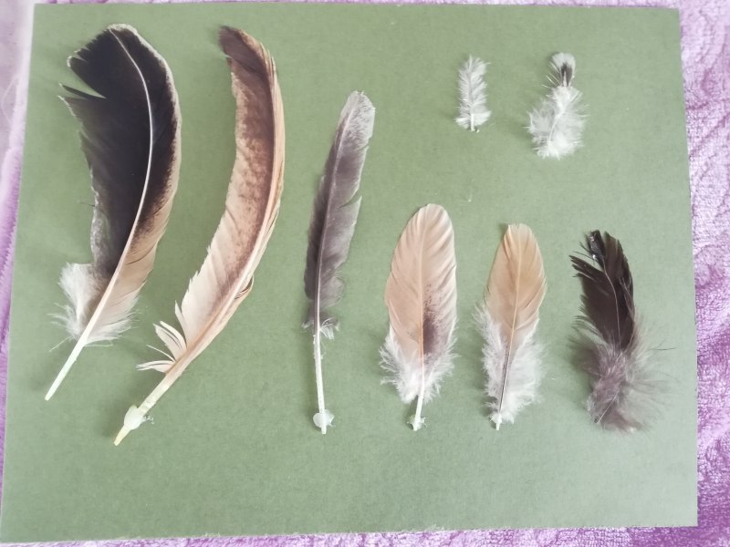 Разновидности перьев (81 фото)