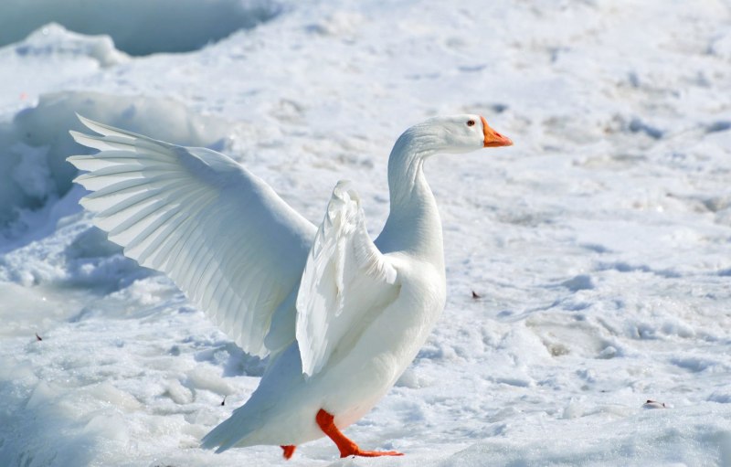 Сноу Гус (Snow Goose)