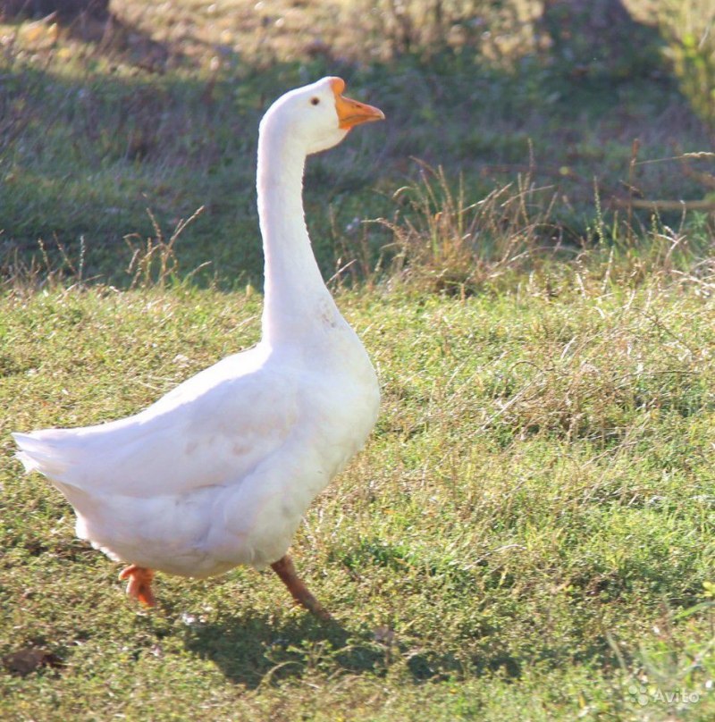 Малый белый Гусь (Anser caerulescens caerulescens)
