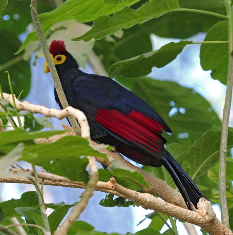 Musophaga violacea