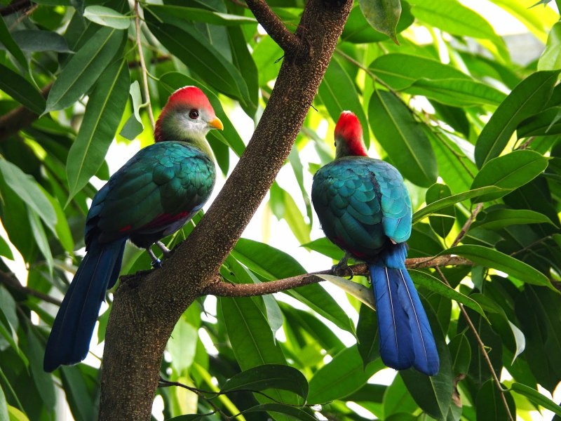 Tauraco erythrolophus