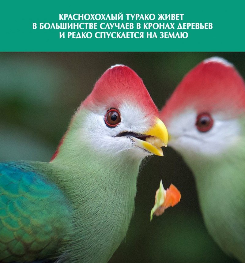 Tauraco schalowi