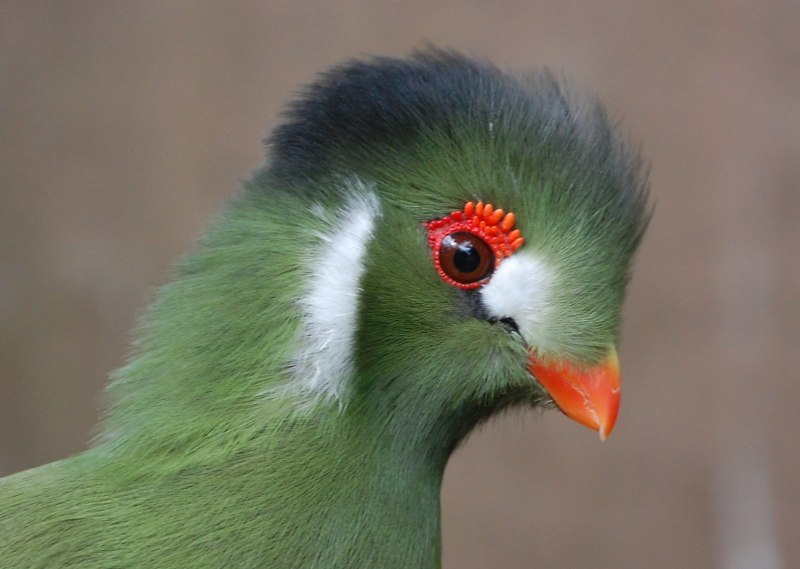 Tauraco Green