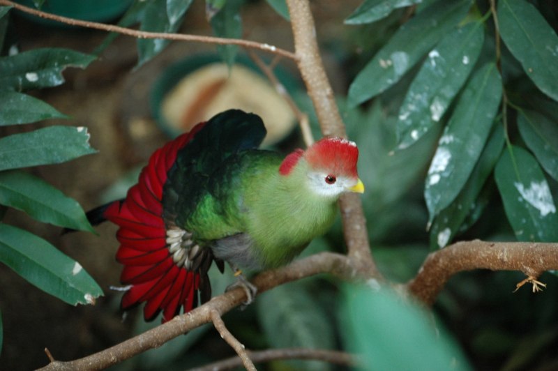 Tauraco leucotis