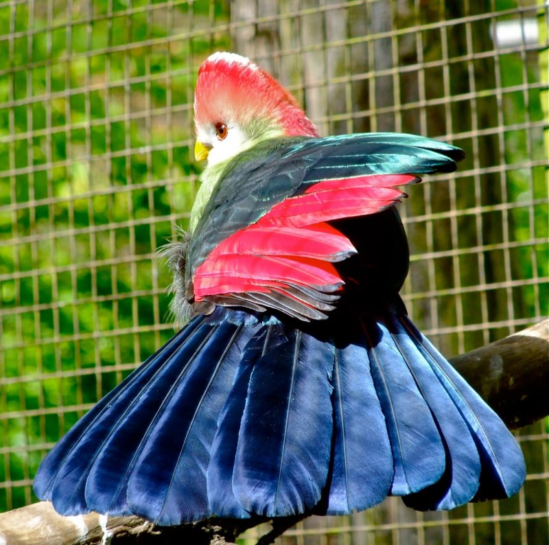 Tauraco erythrolophus