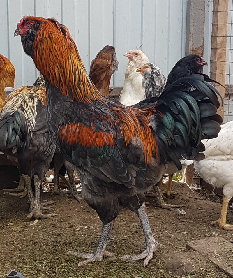 Азиатские куры