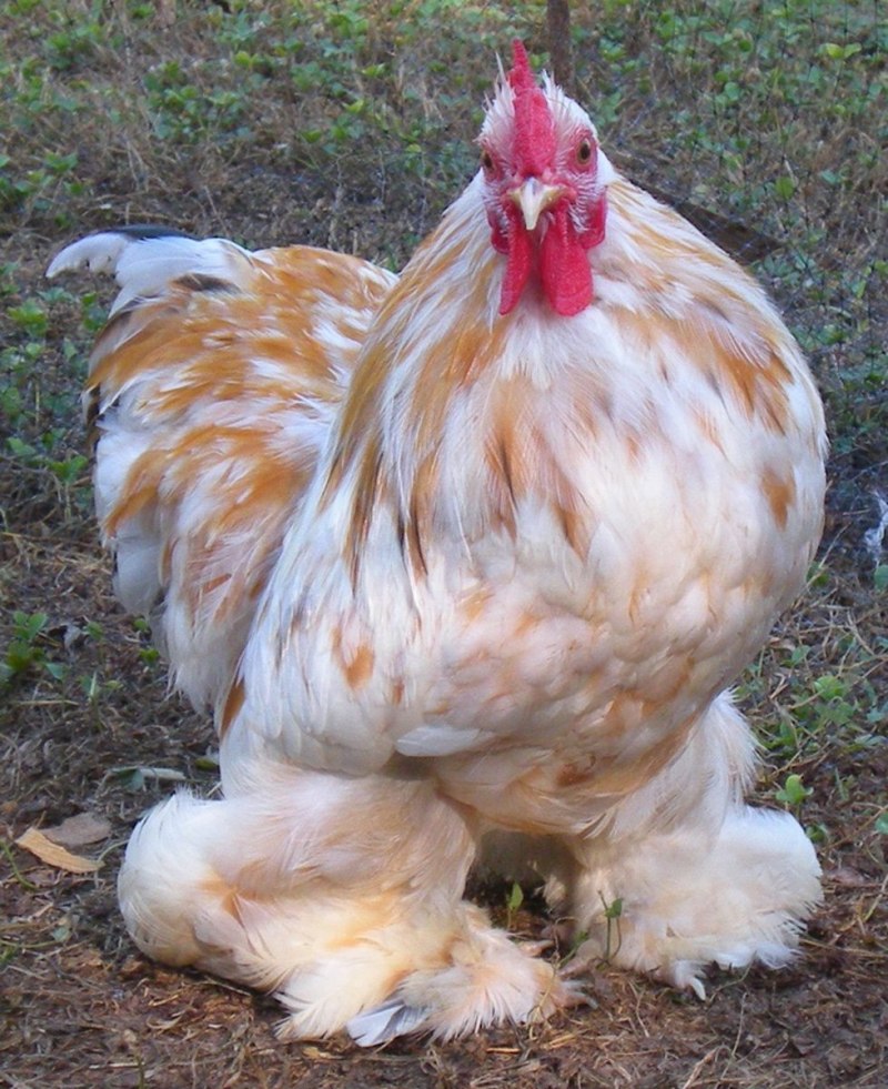 Кохинхины куры
