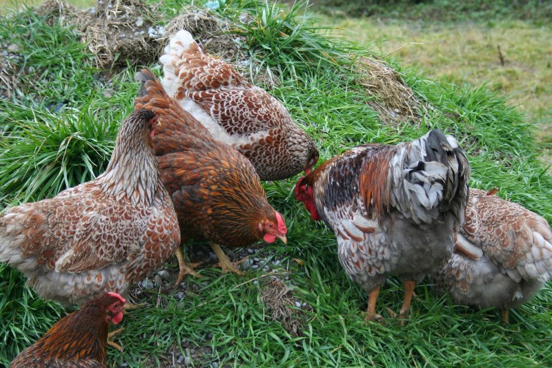 Продуктивность кур породы Виандот