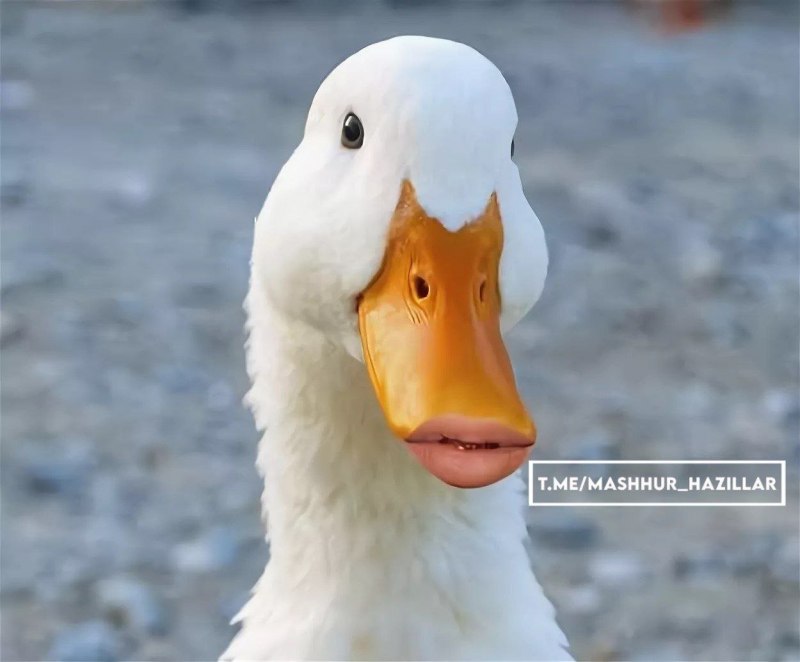 Утка лицо