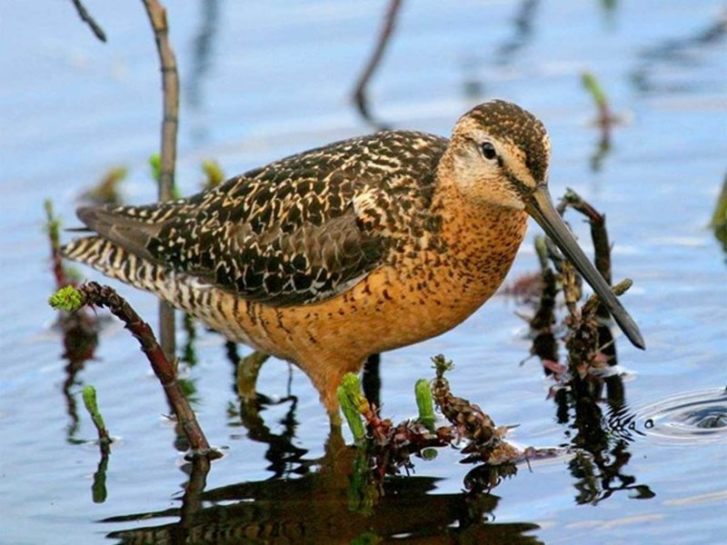 Flying Sandpiper