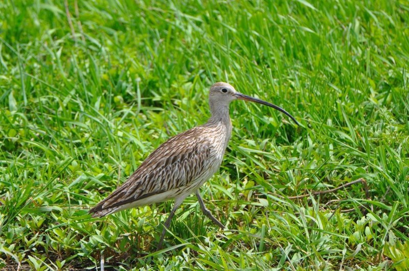Кроншнеп средний – Numenius phaeopus