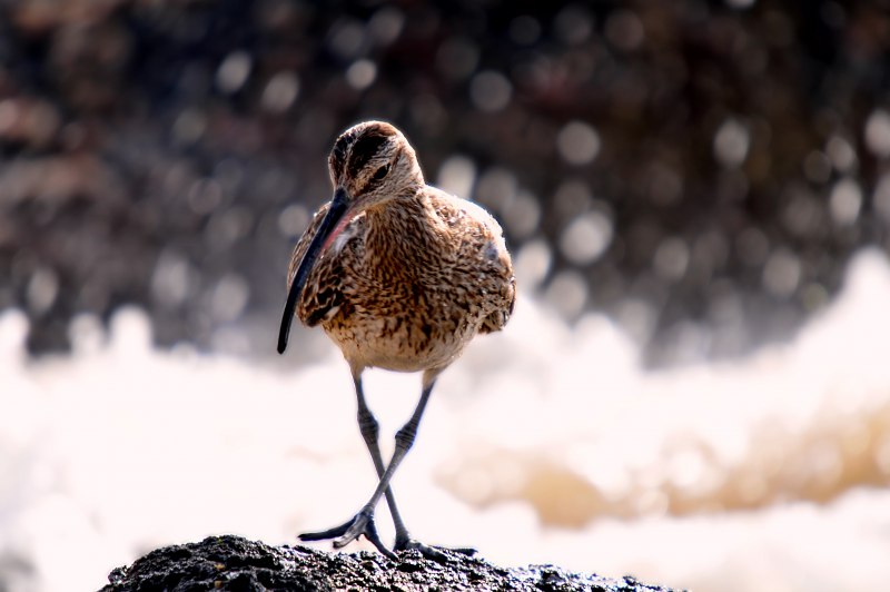 Кулик-сорока – Haematopus ostralegus l.