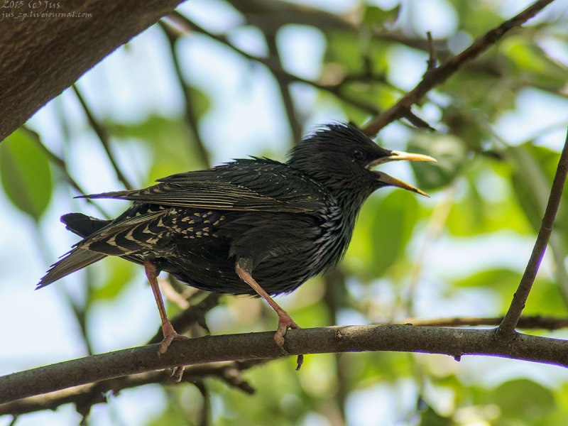 Starling 2 класс