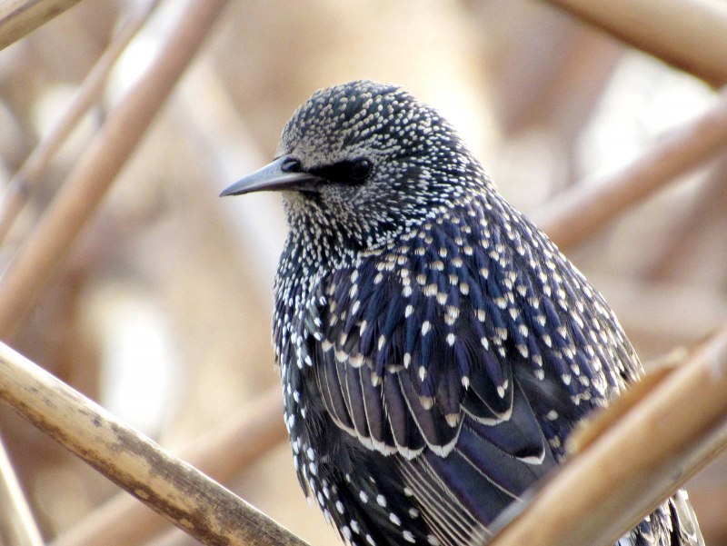 Starling 1080