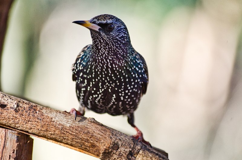 European Starling