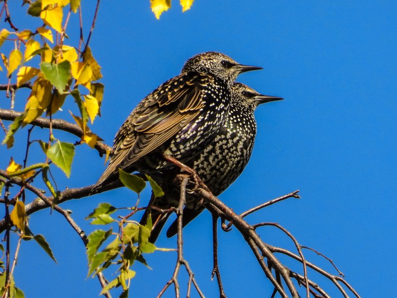 Graurul- (Sturnus vulgaris