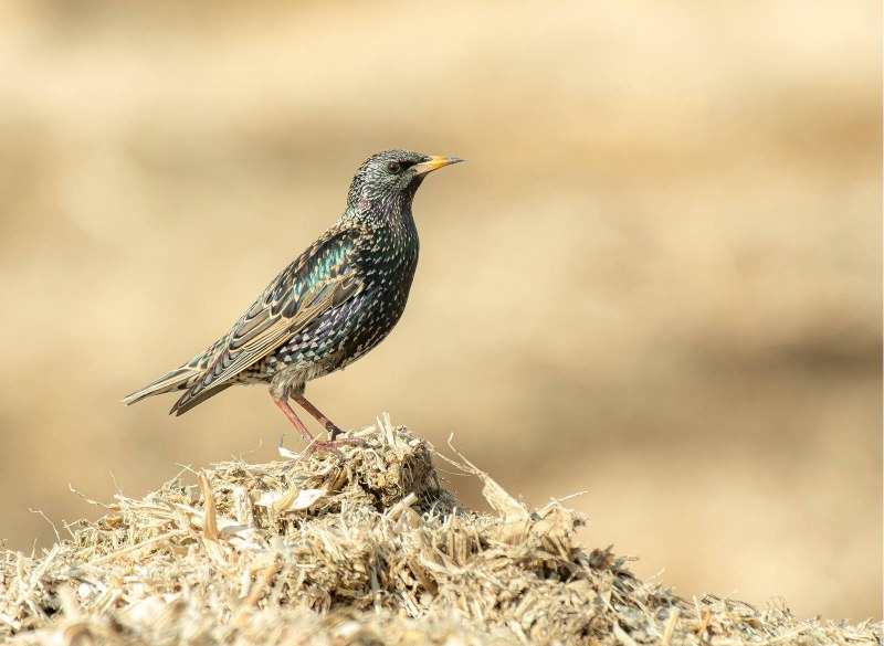 Камбоджийский скворец (Sturnus burmannicus)