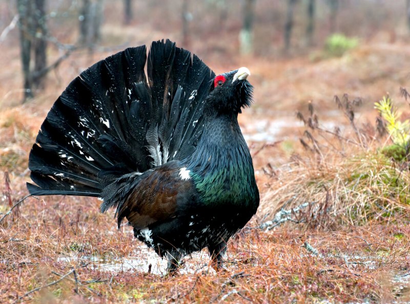 Глухарь (Tetrao urogallus)