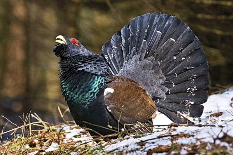 Глухарь (Tetrao urogallus)