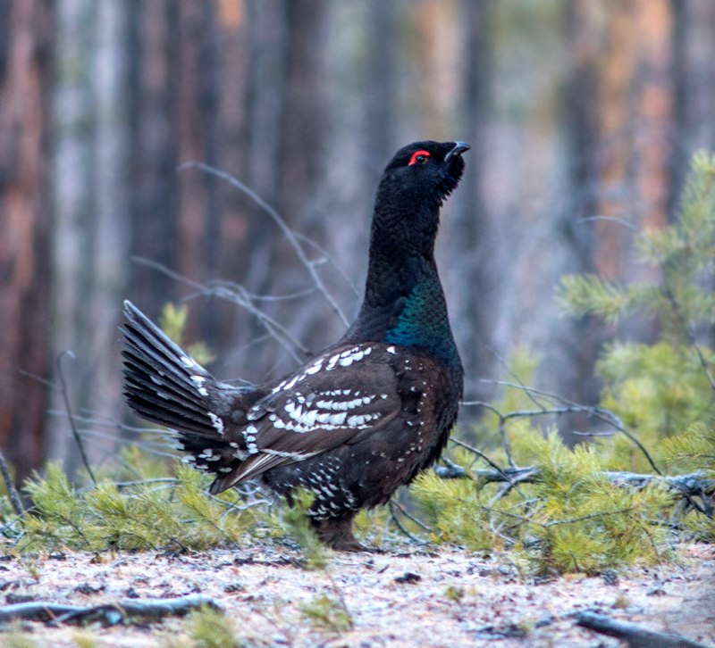 Чернобрюхий Глухарь Tetrao urogallus Major