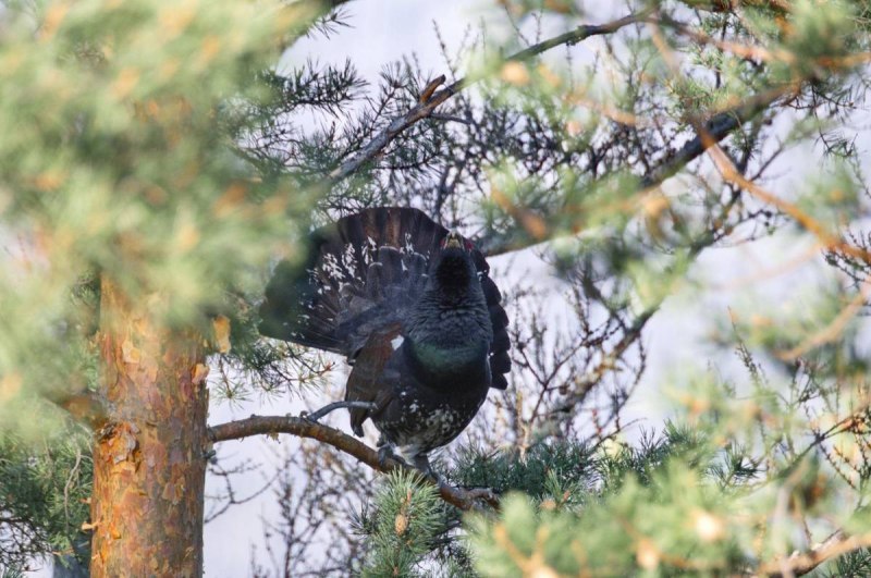 Глухарь (Tetrao urogallus)