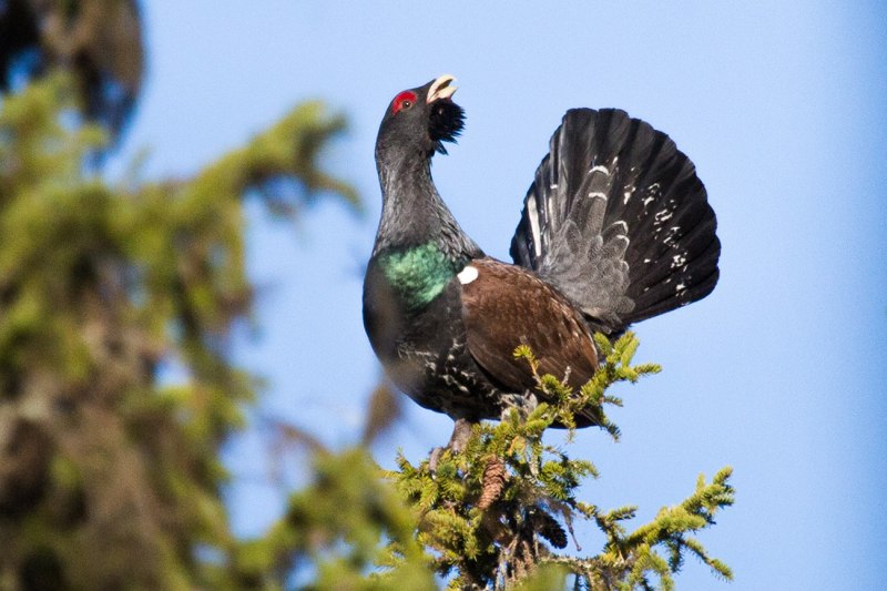 Каменный Глухарь (Tetrao parvirostris)