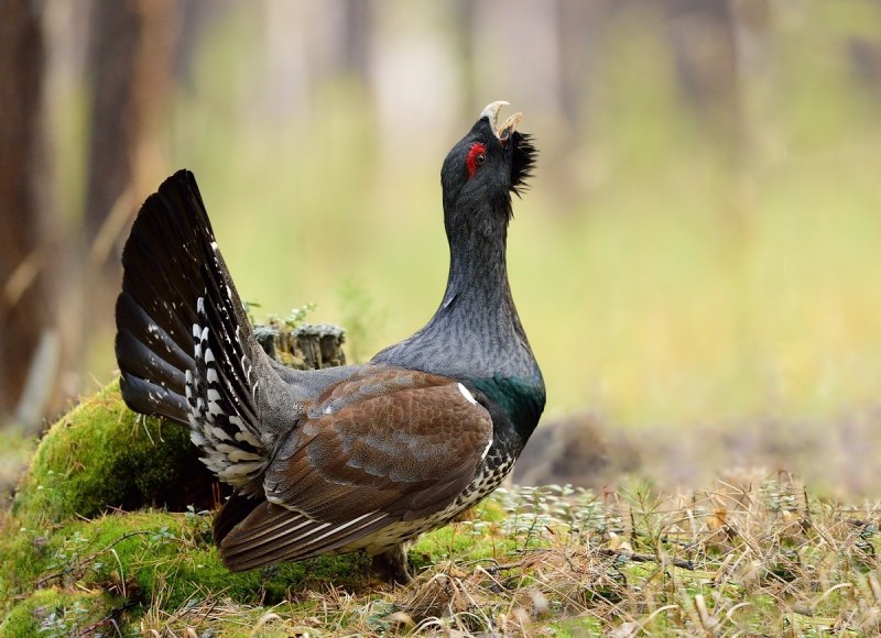 Глухарь (Tetrao urogallus)