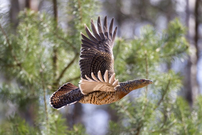 Глухарь (Tetrao urogallus)