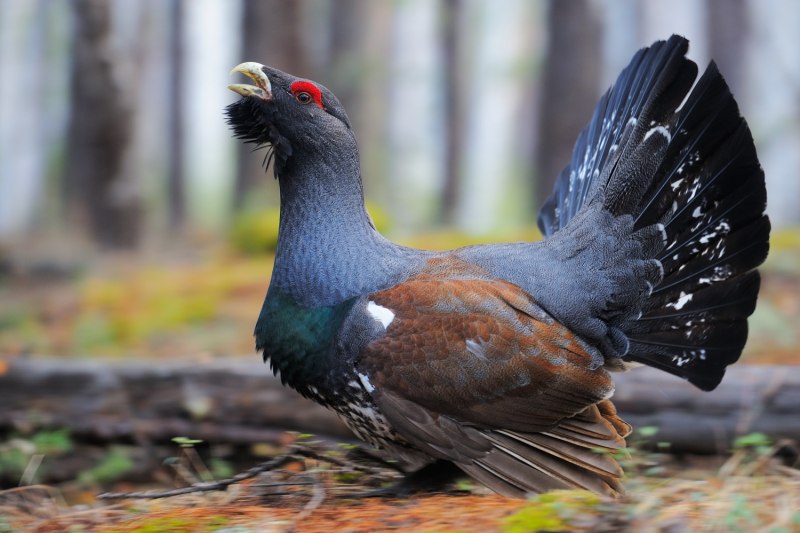Чернобрюхий Глухарь Tetrao urogallus Major